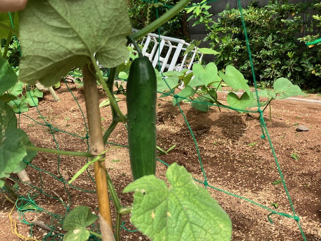 きゅうり収穫
