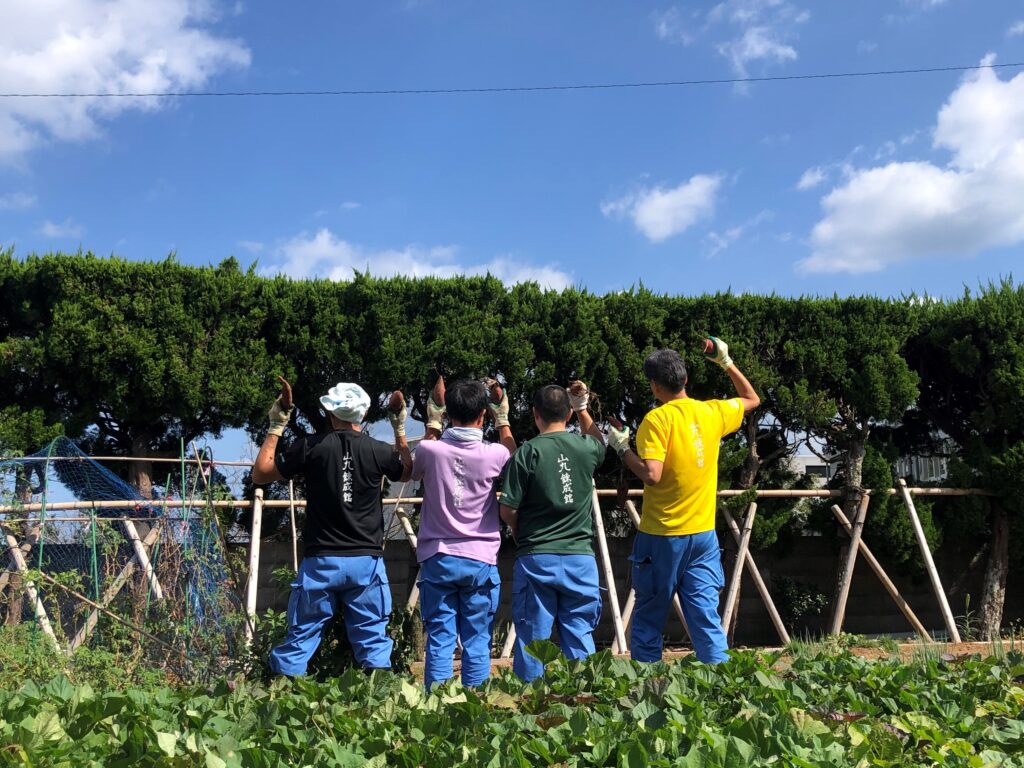 さつまいも収穫