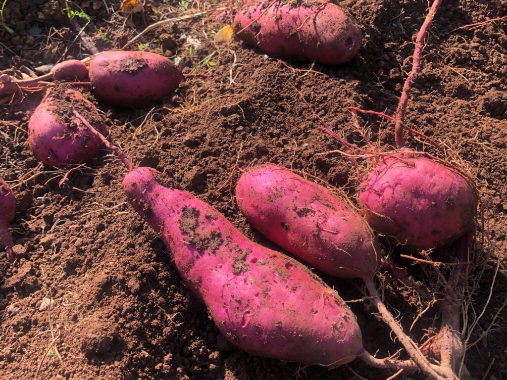 収穫されたさつまいも